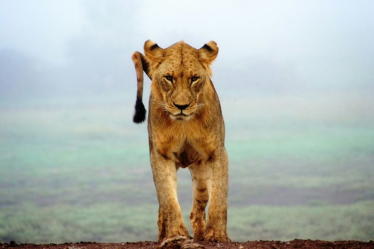 Parc national de la Pendjari