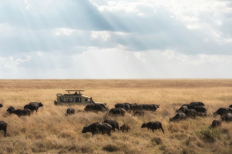 Serengeti