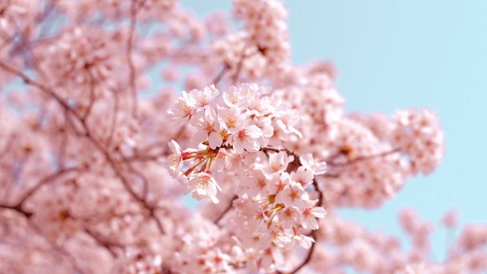 Tomoko Uji on Unsplash