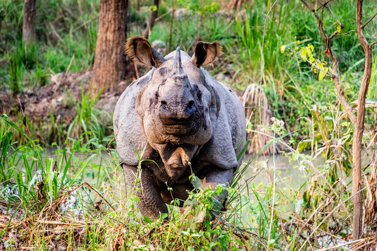 Parc national de Chitwan