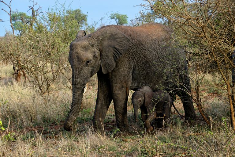 Parc Kruger