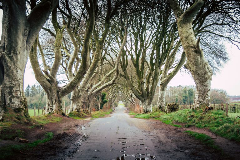 Dark Hedges et campagne d'Antrim