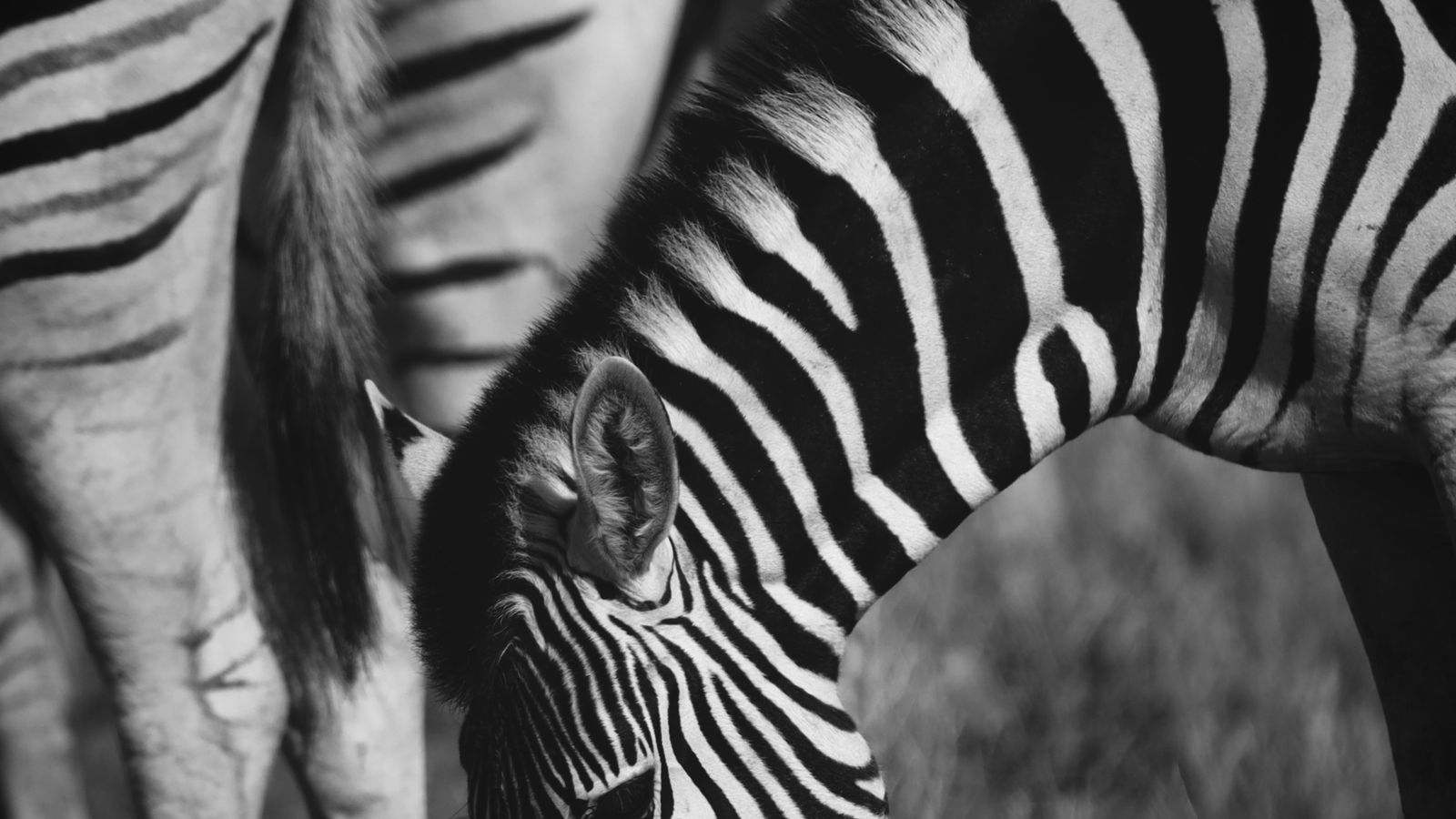 Anika De Klerk on Unsplash