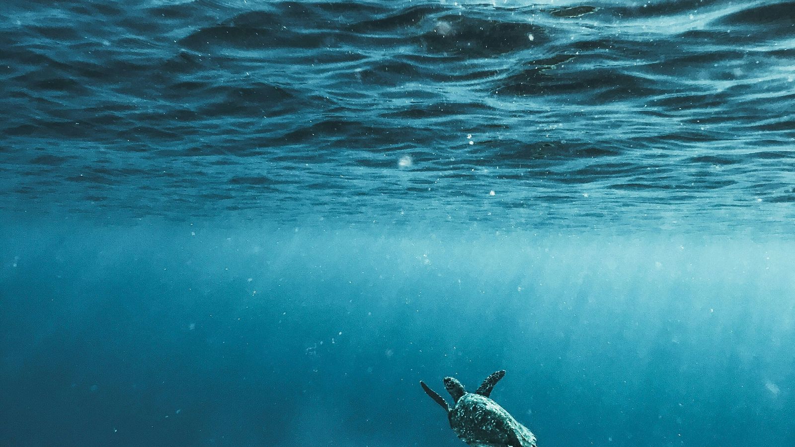 David Courbit on Unsplash