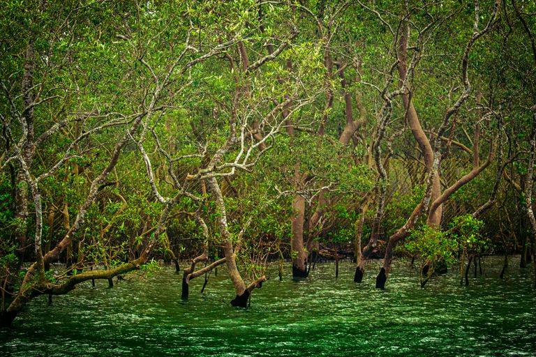 Sundarbans