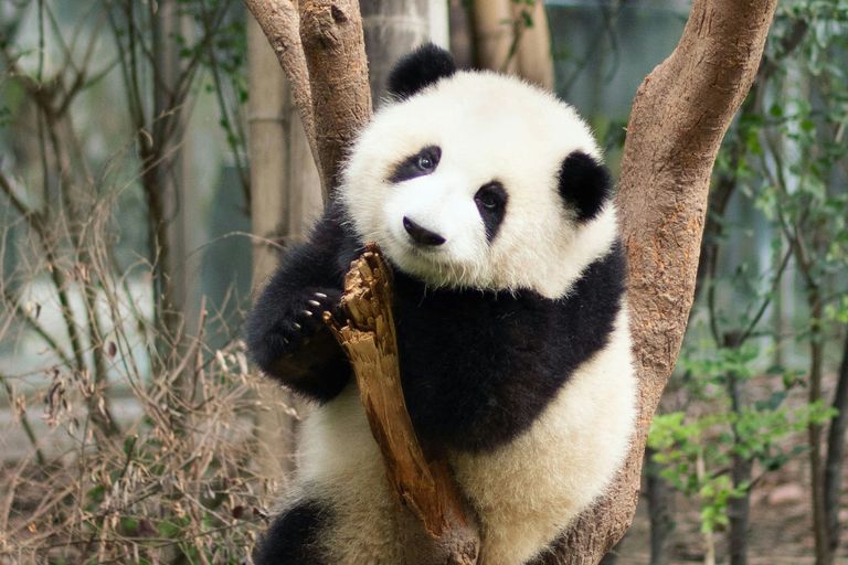 Chengdu