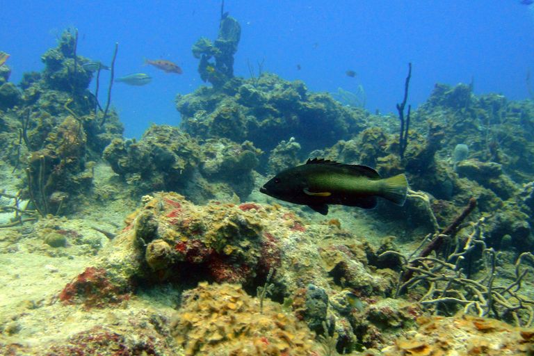 Little Cayman