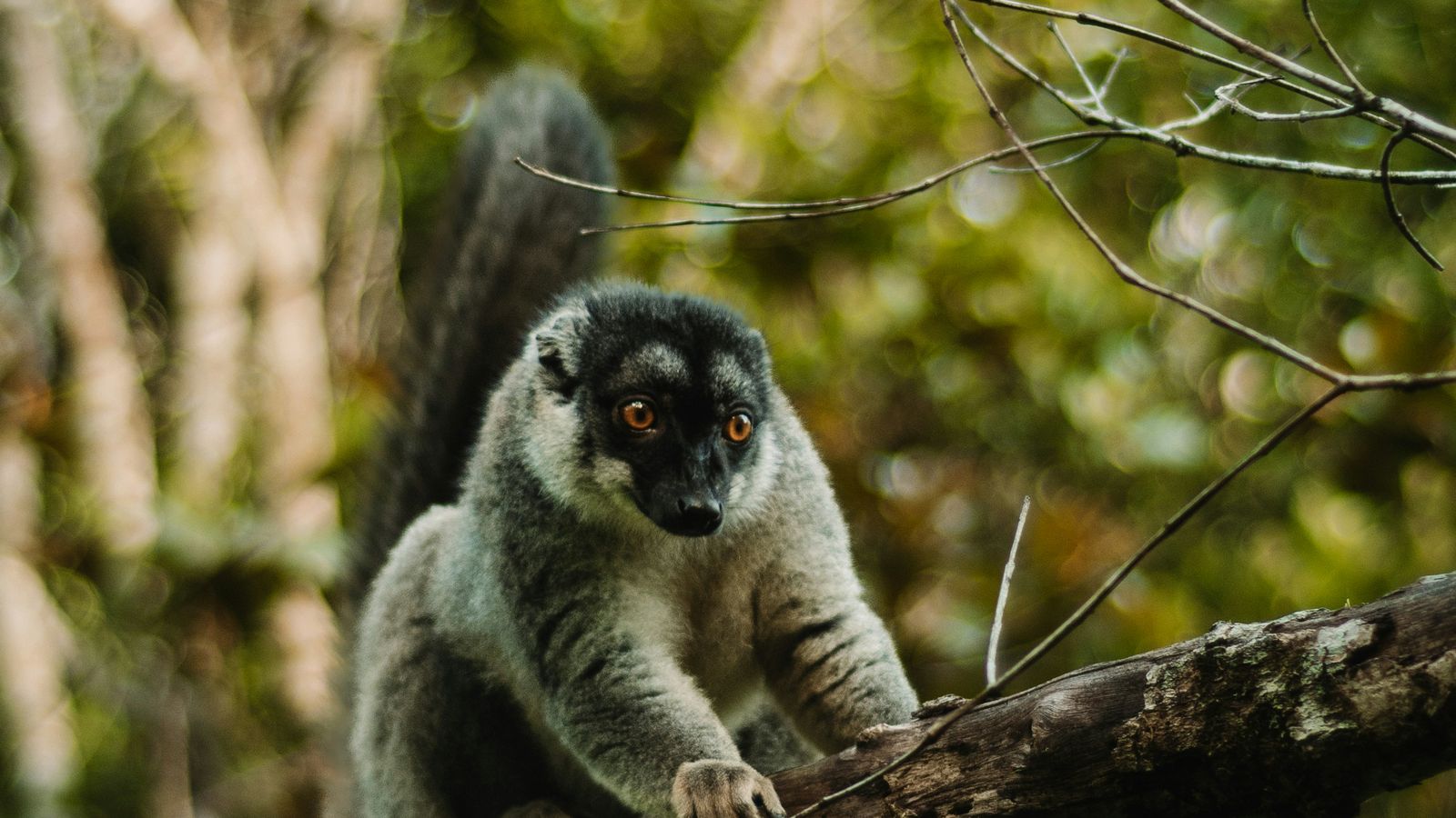 Sandy Ravaloniaina on Unsplash
