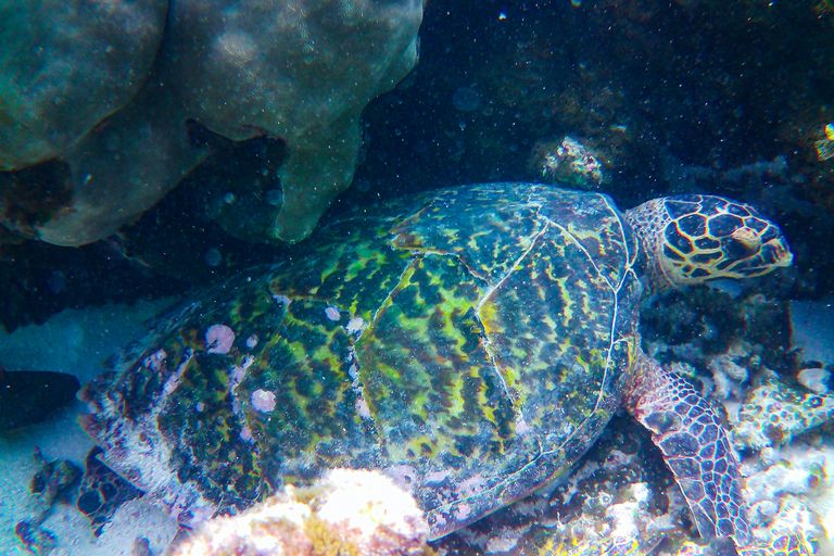 Atoll de Baa (réserve de biosphère UNESCO)