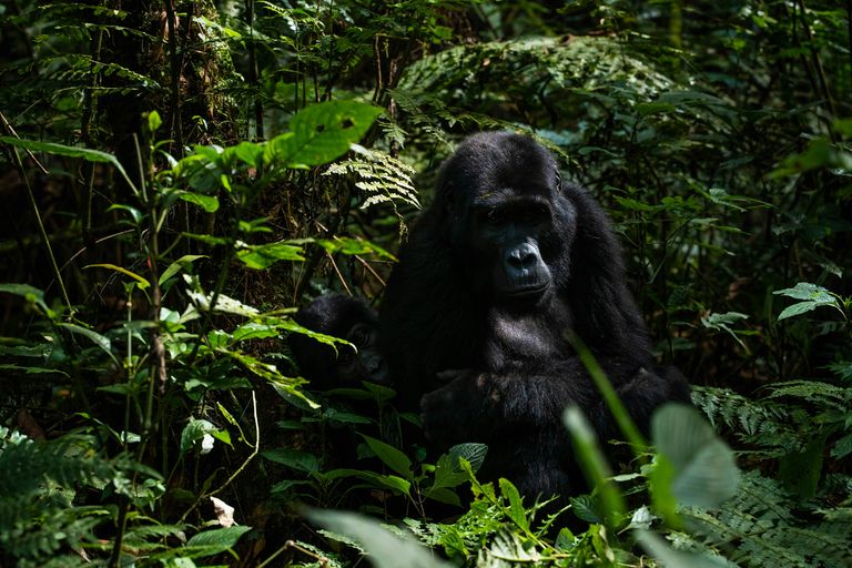 Bwindi / Forêt Impénétrable
