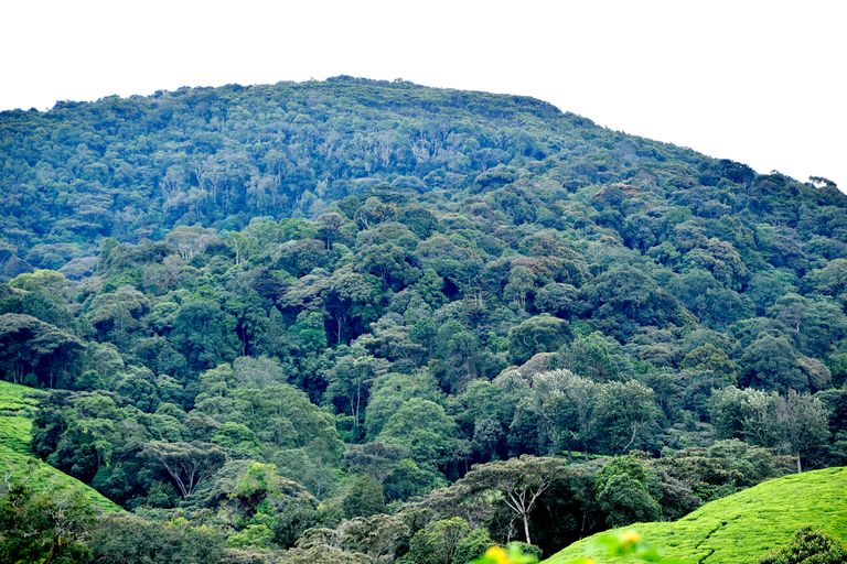 Parc national de la Kibira