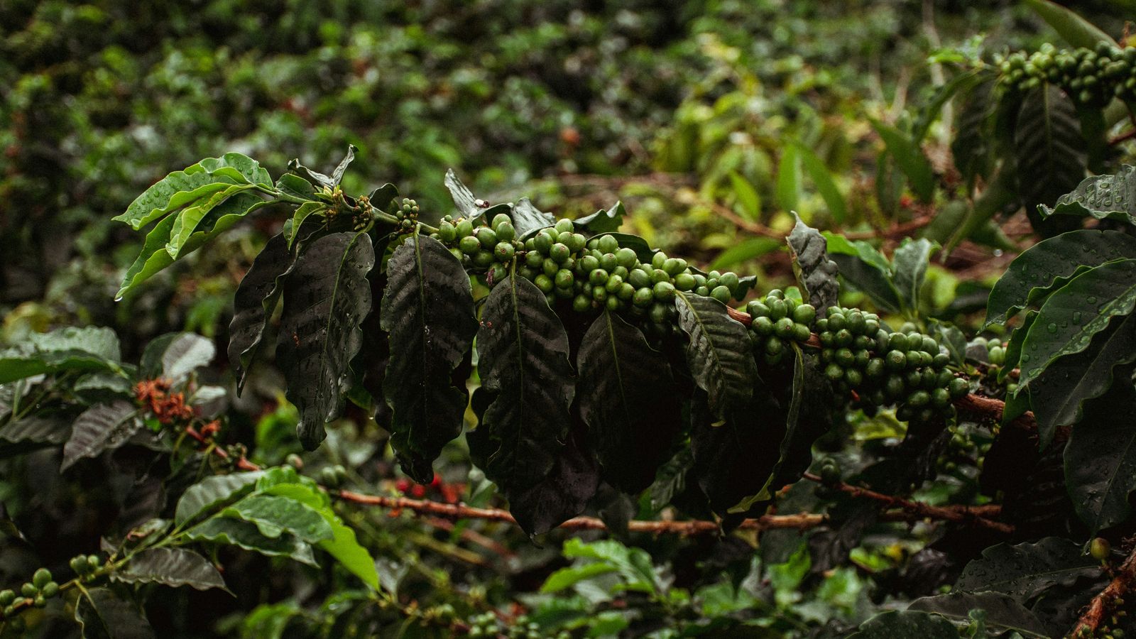 David Restrepo on Unsplash