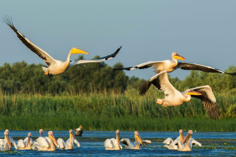 Delta du Danube