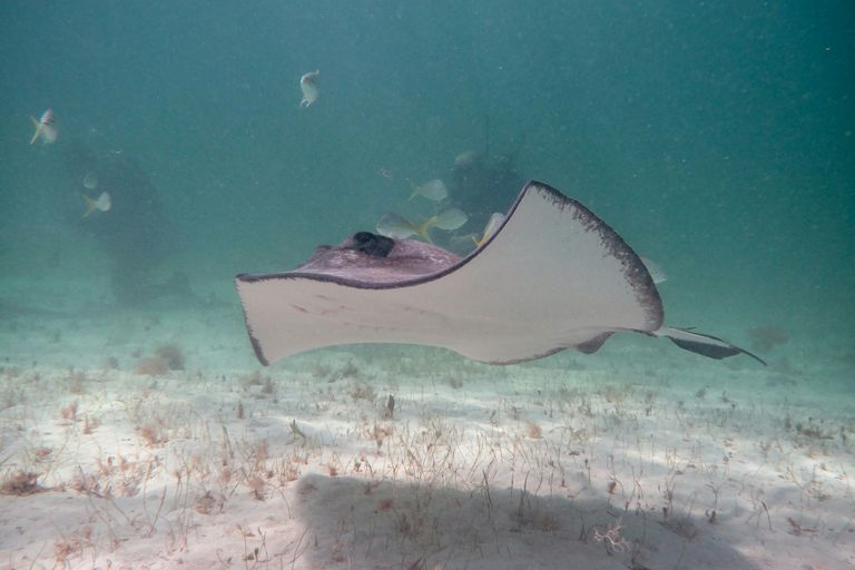 Stingray City