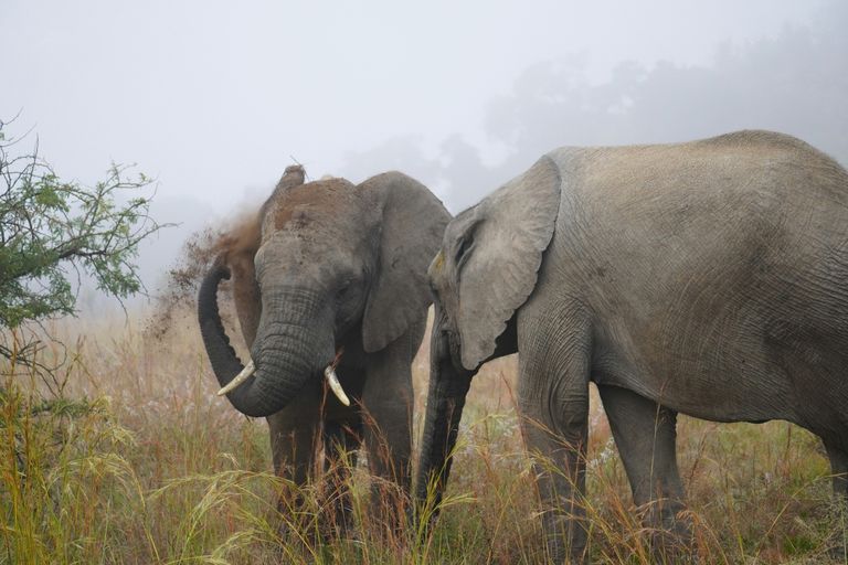 Parc National de Gorongosa