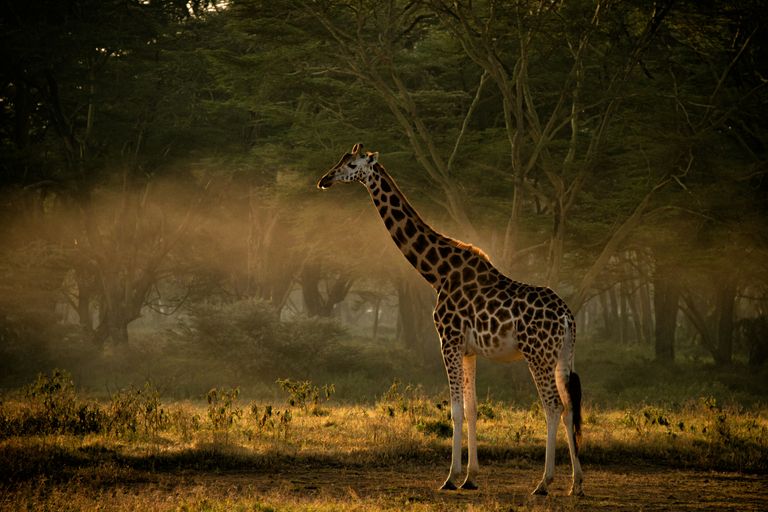 Samburu