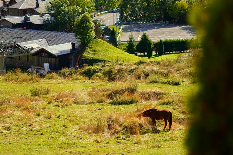 Ordino