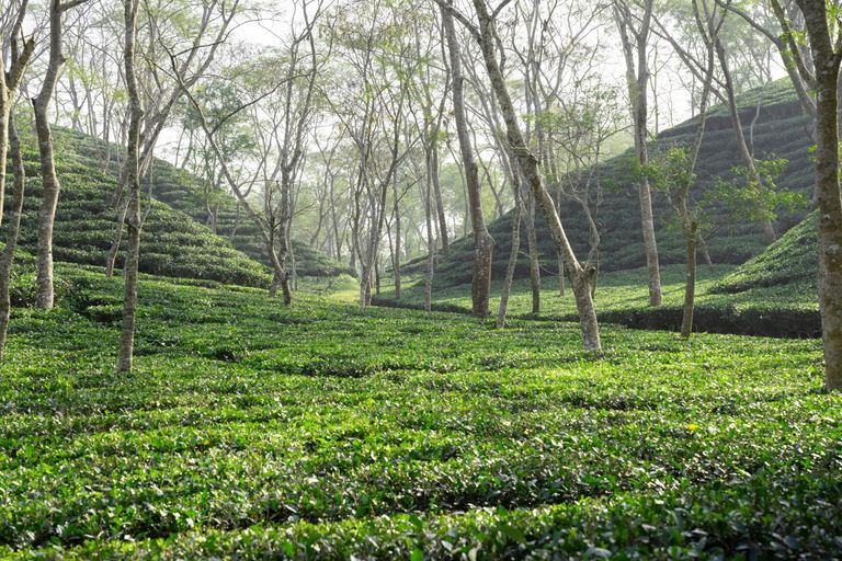 Sylhet