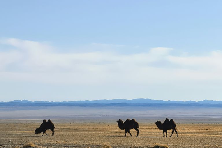 Désert du Gobi