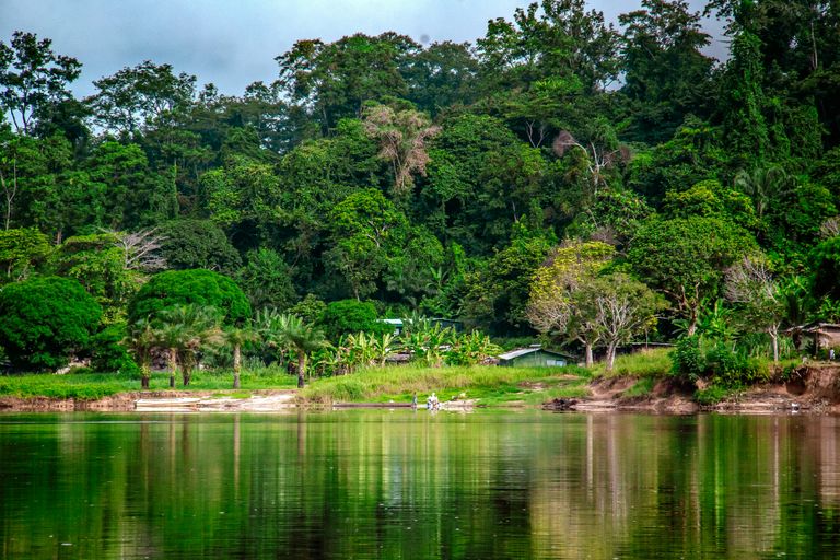 Forêts du Río Muni