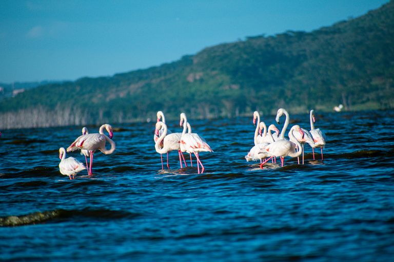 Lac Nakuru