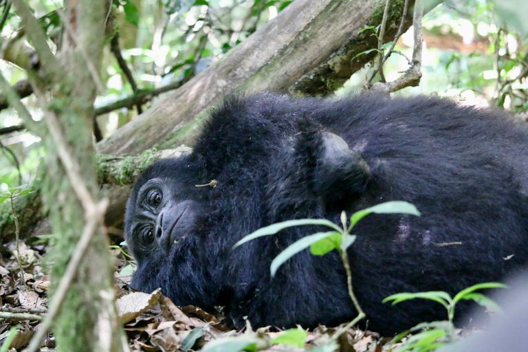 Parc National Moukalaba-Doudou