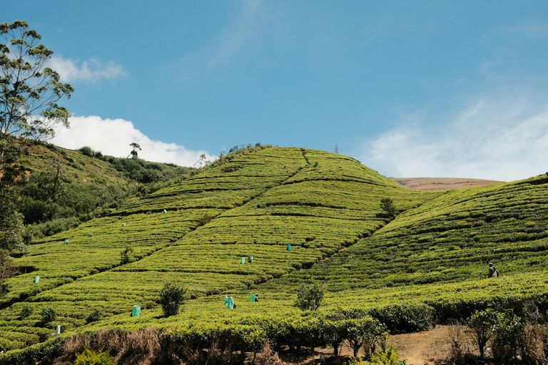 Nuwara Eliya