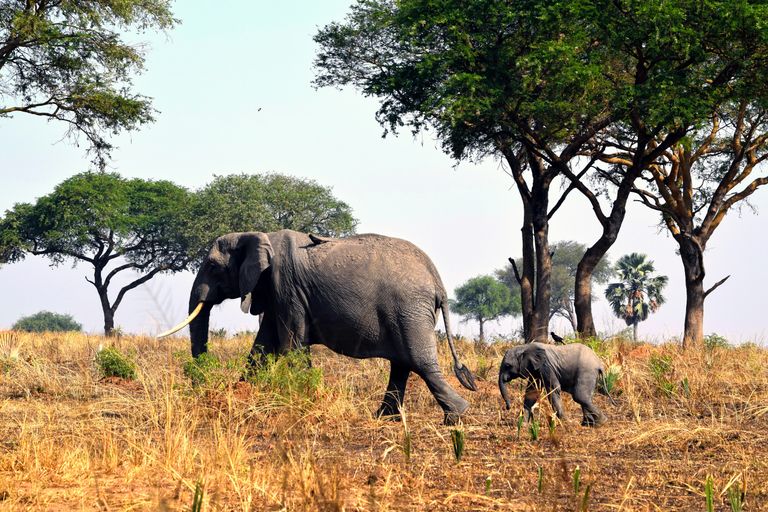 Parc national de Waza