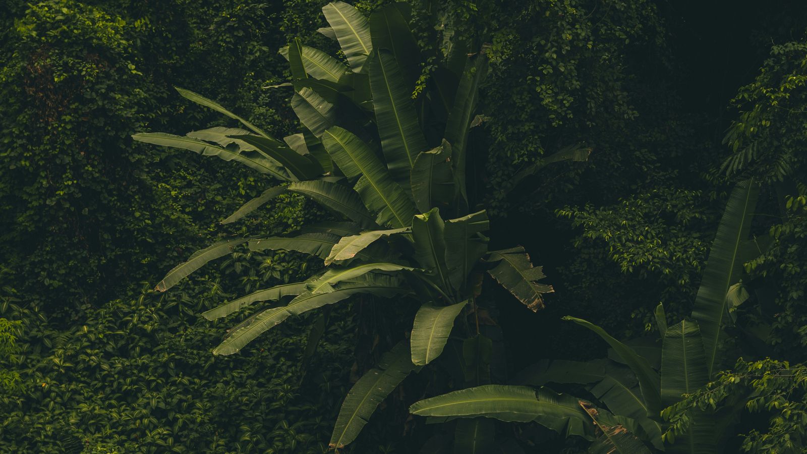 Julian Morenz on Unsplash