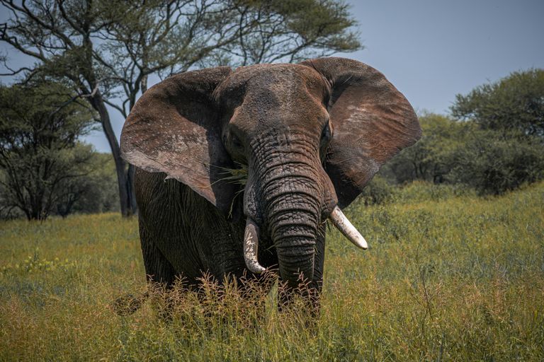 Ngaoundéré