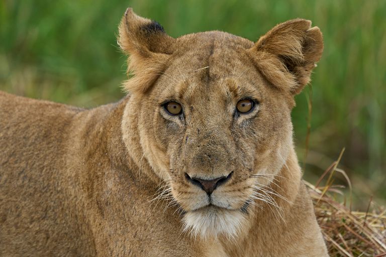 Parc national Kafue