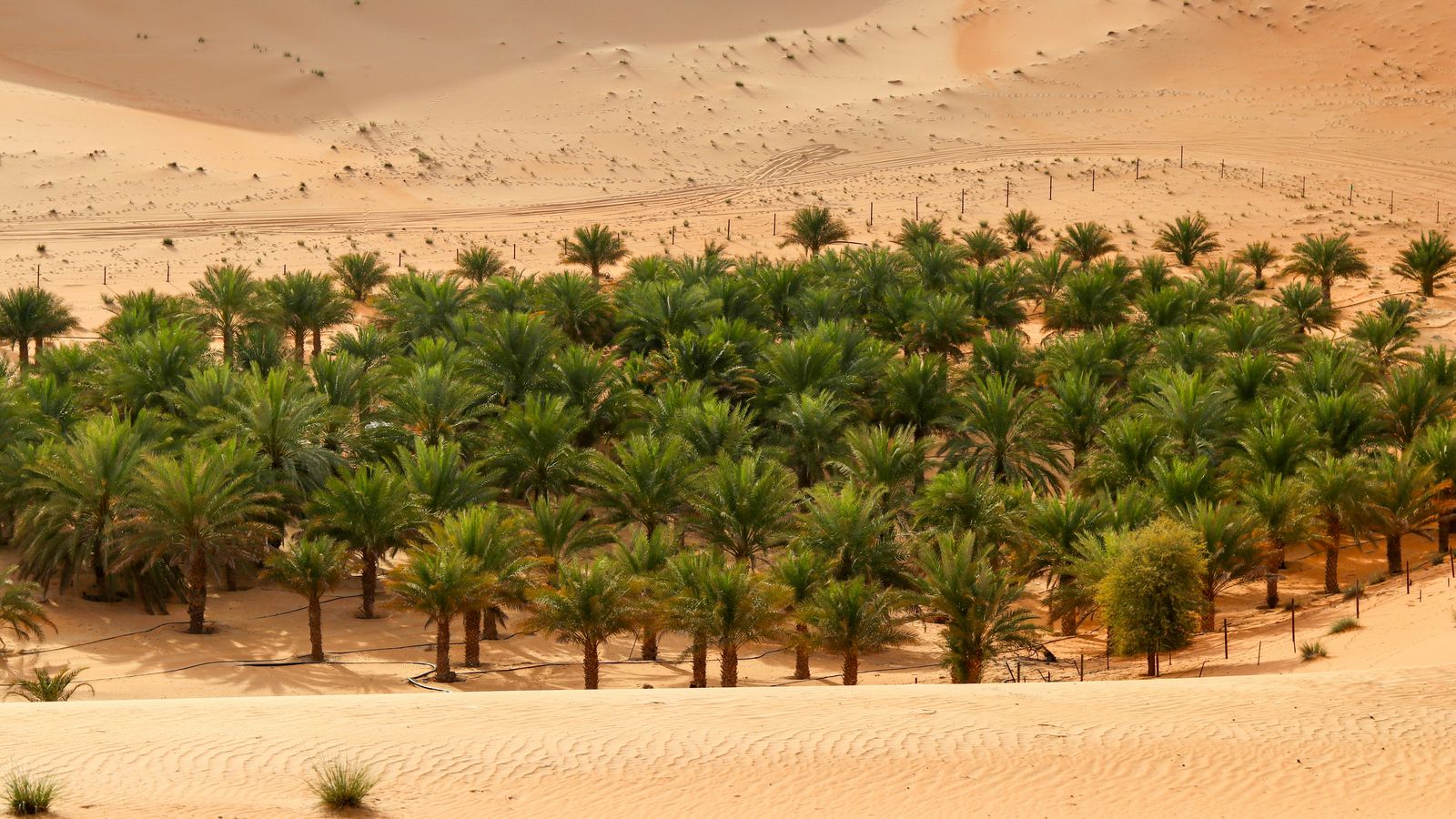 Liwa Desert Safari Abu Dhabi on Unsplash