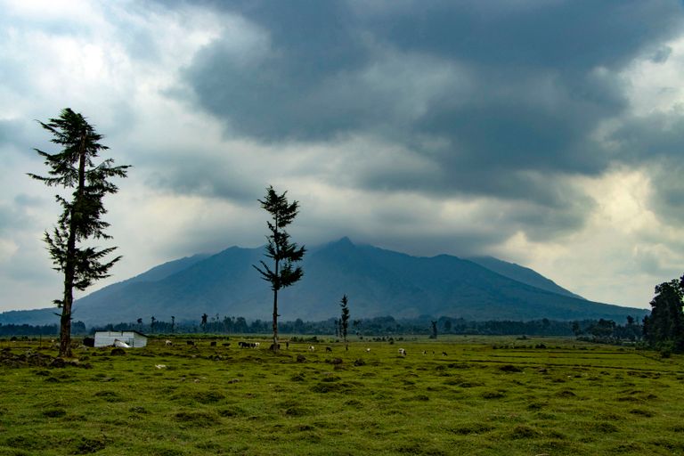 Musanze (Parc des Volcans)