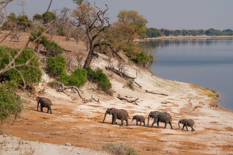 Kasane et parc de Chobe