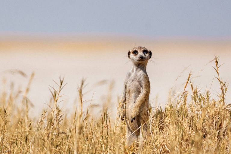 Réserve du Kalahari central