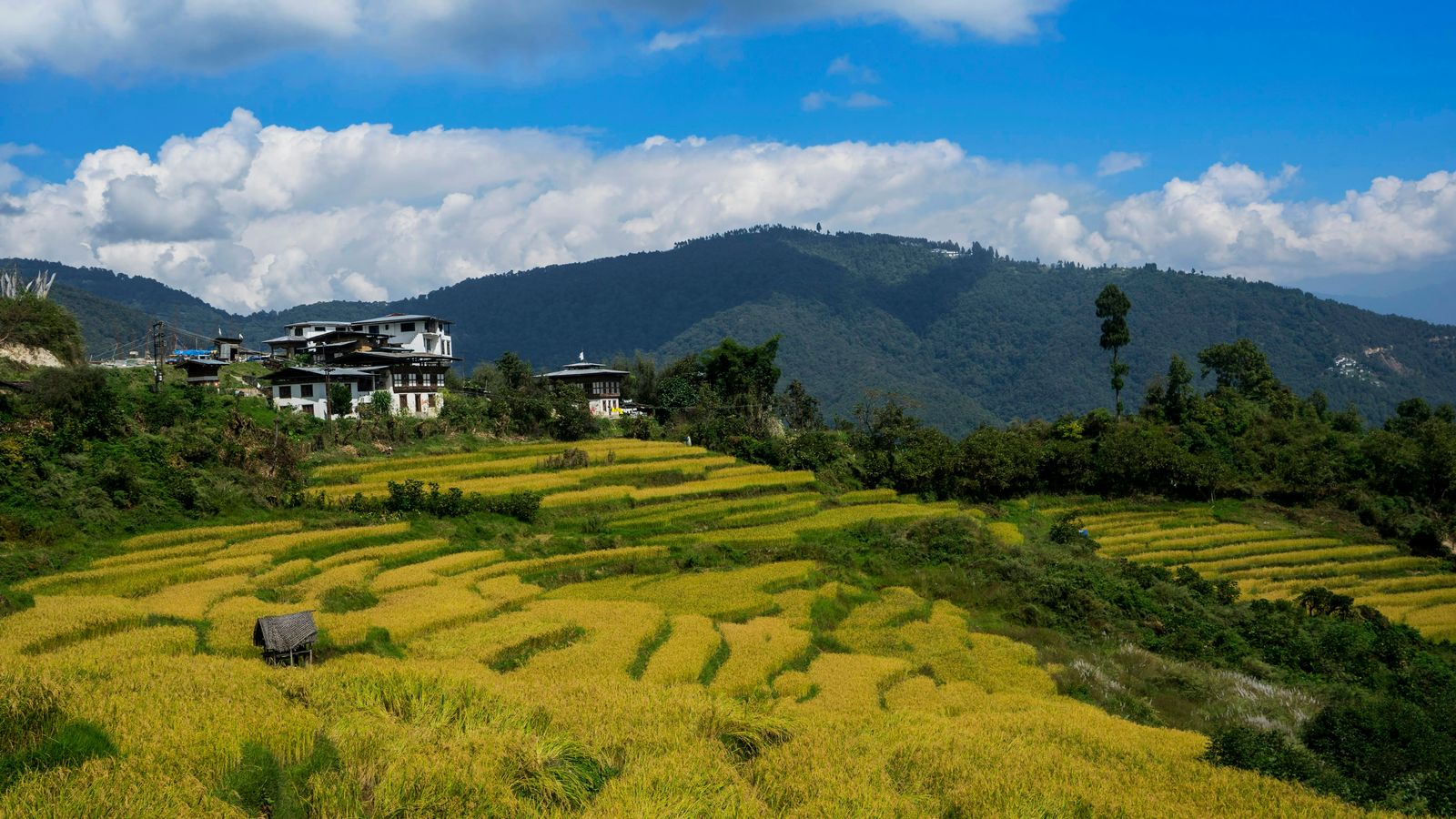 PENDEN Wangchuk on Unsplash