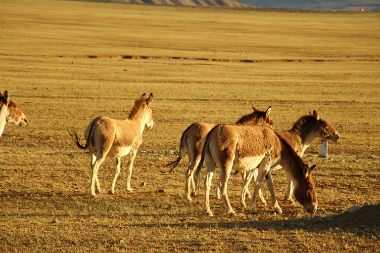 Parc national de Khustain Nuruu