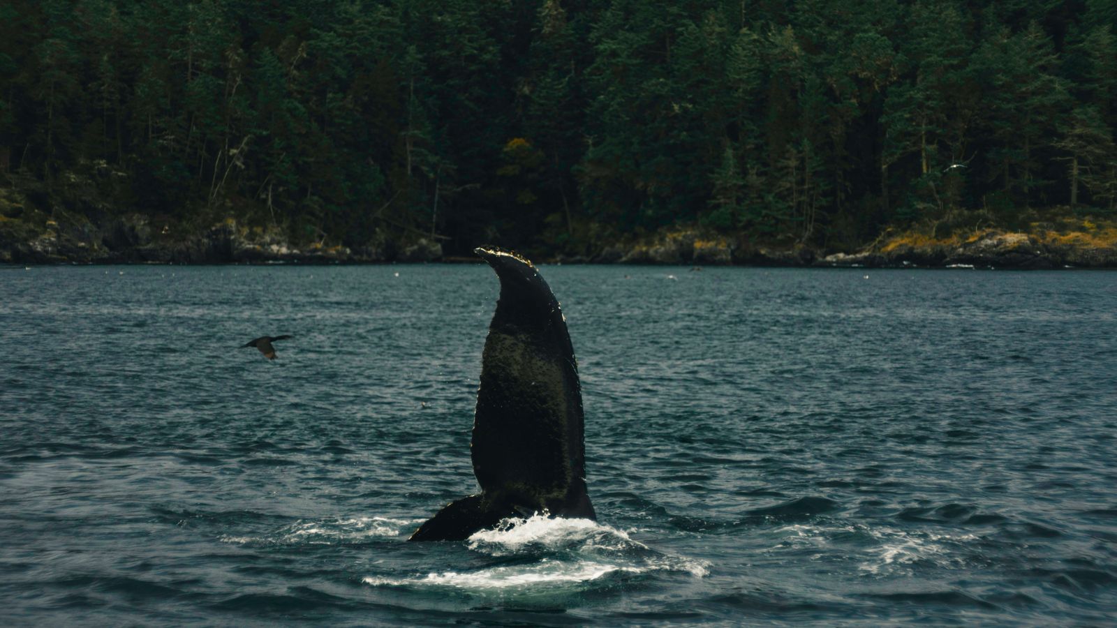 Ali Kazal on Unsplash