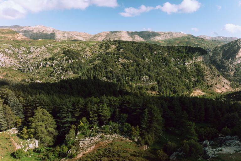 Bsharri et les cèdres