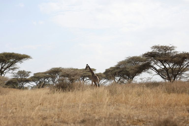 Lac Manyara